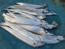 アジアマリンサービス 釣果