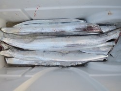 アジアマリンサービス 釣果