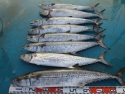 アジアマリンサービス 釣果