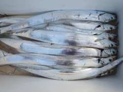 アジアマリンサービス 釣果