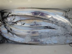 アジアマリンサービス 釣果