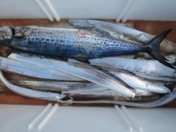 アジアマリンサービス 釣果