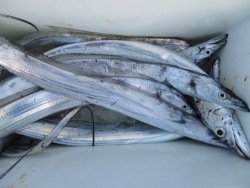 アジアマリンサービス 釣果