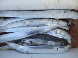 アジアマリンサービス 釣果