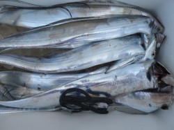 アジアマリンサービス 釣果