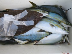 アジアマリンサービス 釣果