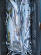 アジアマリンサービス 釣果