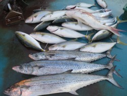 アジアマリンサービス 釣果