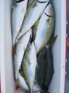 アジアマリンサービス 釣果