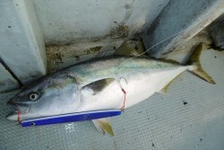 ハピネスⅡ 釣果