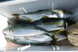 ハピネスⅡ 釣果