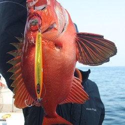 IZANAGI　イザナギ 釣果