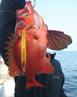 IZANAGI　イザナギ 釣果