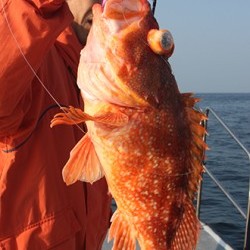 IZANAGI　イザナギ 釣果