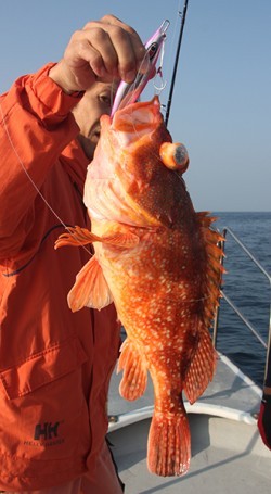 IZANAGI　イザナギ 釣果