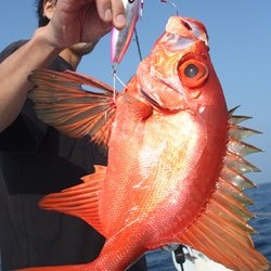 IZANAGI　イザナギ 釣果