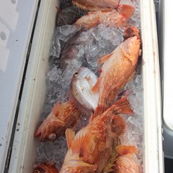 IZANAGI　イザナギ 釣果