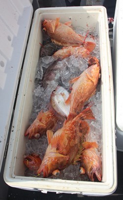 IZANAGI　イザナギ 釣果