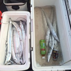 さんさん丸 釣果