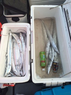 さんさん丸 釣果