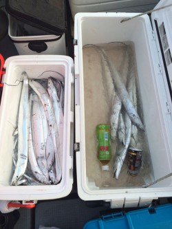 さんさん丸 釣果