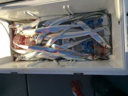 さんさん丸 釣果