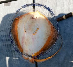 さんさん丸 釣果