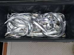 さんさん丸 釣果