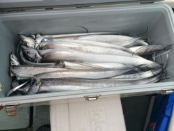 さんさん丸 釣果