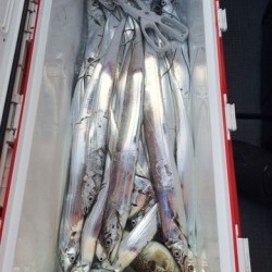 さんさん丸 釣果