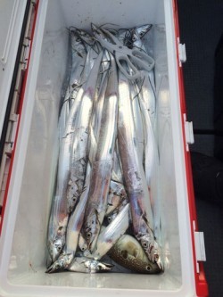 さんさん丸 釣果