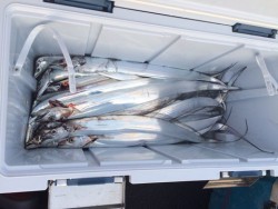 さんさん丸 釣果