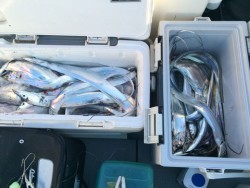 さんさん丸 釣果