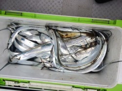 さんさん丸 釣果
