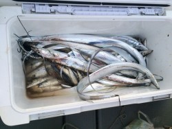 さんさん丸 釣果