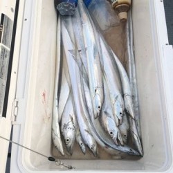 さんさん丸 釣果