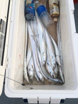 さんさん丸 釣果