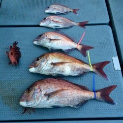 さんさん丸 釣果