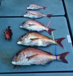 さんさん丸 釣果