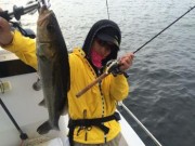 シーマジカル 釣果