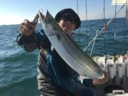 シーマジカル 釣果