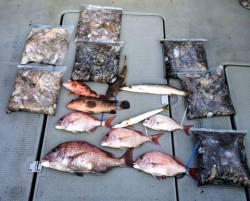 さんさん丸 釣果