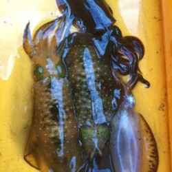 ふじ的ティップランエギング！後編【ふじ氏連載記事No.05】