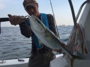 シーマジカル 釣果