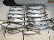 シーマジカル 釣果