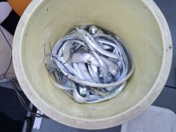 さんさん丸 釣果