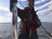 シーマジカル 釣果