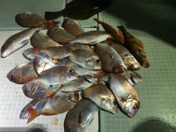 ふじしめ丸 釣果