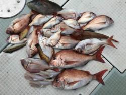 ふじしめ丸 釣果