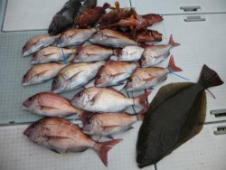 ふじしめ丸 釣果